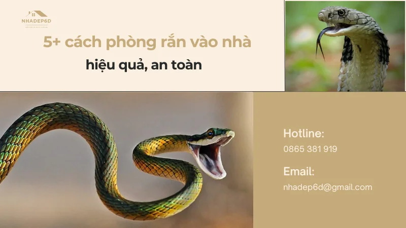 Mách bạn 5+ cách phòng rắn vào nhà hiệu quả nhất 