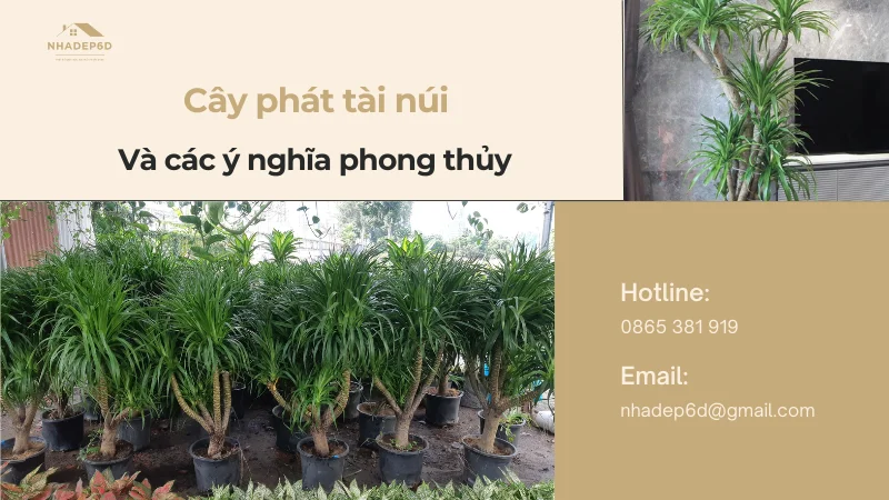 Ý nghĩa phong thủy của cây phát tài núi