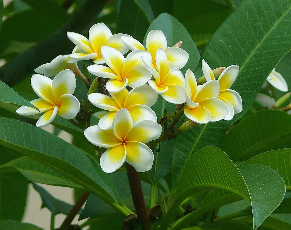 Loài cây hoa sứ đại trắng 