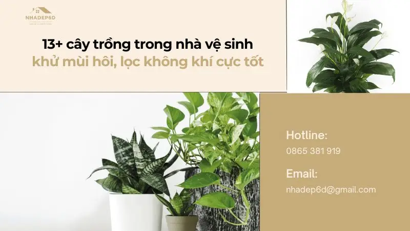 TOP 13+ cây trồng trong nhà vệ sinh khử mùi hiệu quả