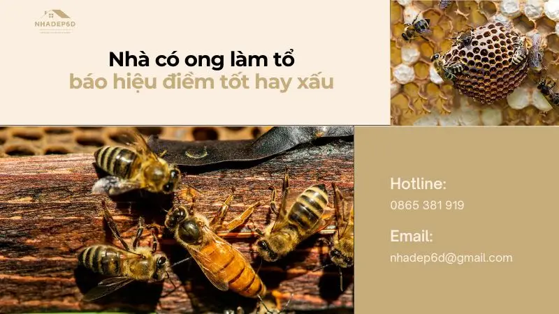 Nhà có ong làm tổ là điềm tốt hay xấu? Ý nghĩa phong thủy