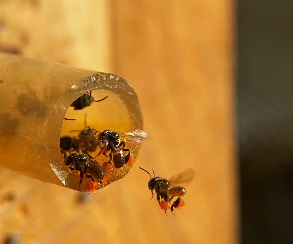 Đặc điểm cơ bản của loài ong