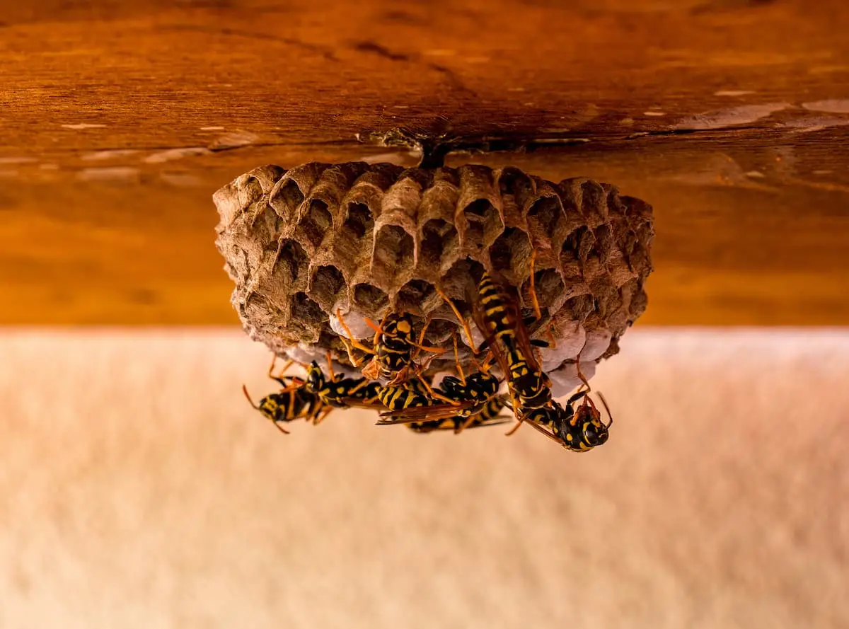 Cách xua đuổi ong