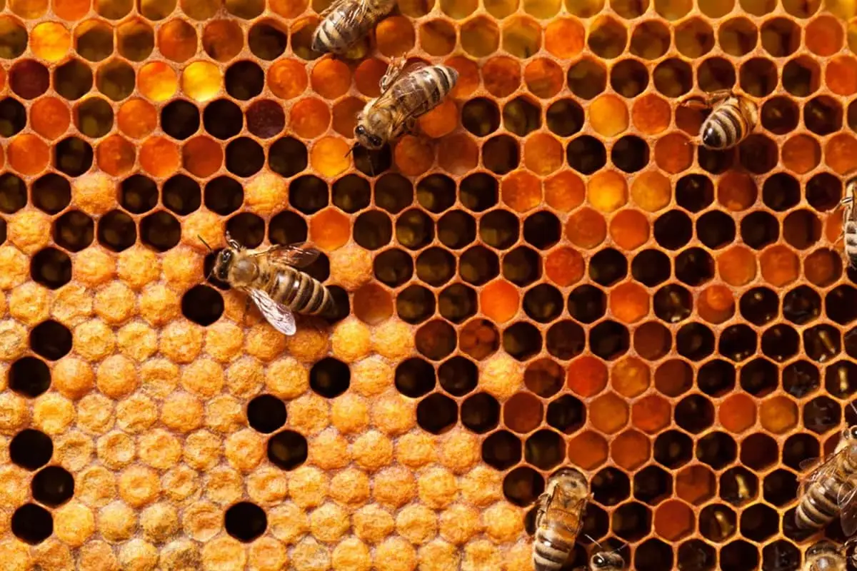 Cách ngăn ong làm tổ trong nhà 