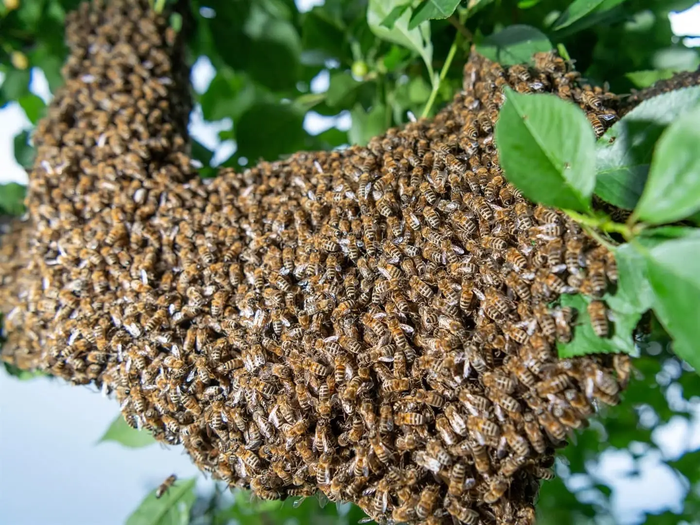 Nhà có ong làm tổ tốt hay xấu?
