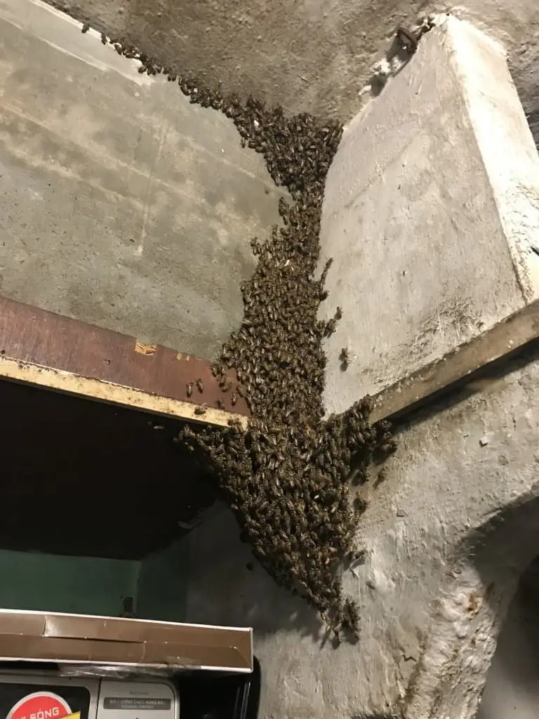 Di dời tổ ong