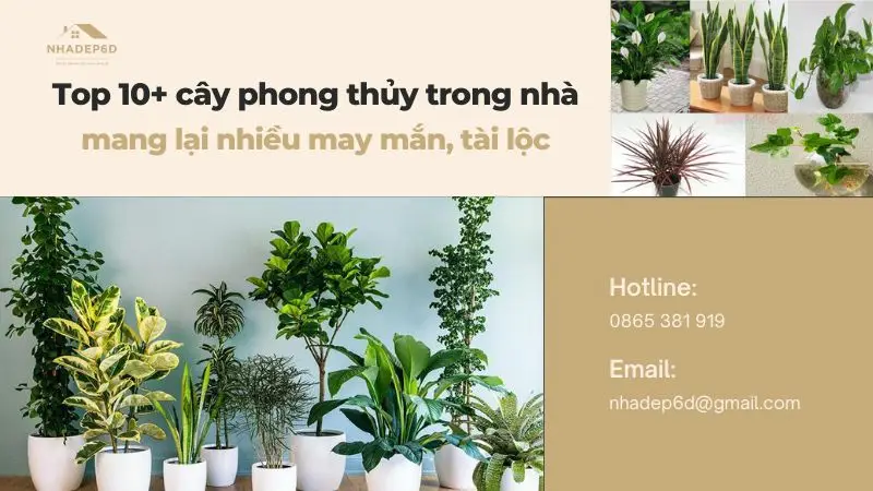 Top 10+ cây phong thủy trong nhà mang lại nhiều may mắn, tài lộc cho gia chủ